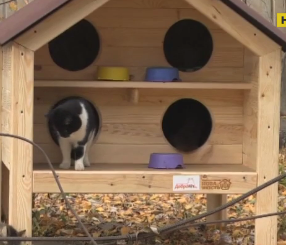 Домики для кошек установили в Черкассах
