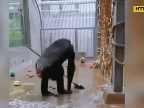 В зоопарку Талліна шимпанзе сам прибрав у власному вольєрі
