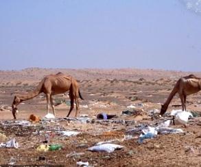 Три сотні верблюдів померли в пустелі Дубая