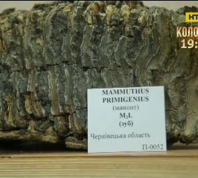 Зуб мамонта, которому около 300 000 лет, нашли на Буковине