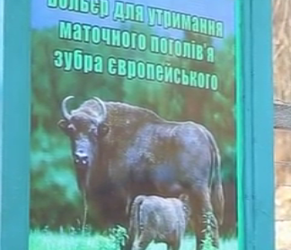 На Буковине в питомник зубров привезли самку из Винницкой области