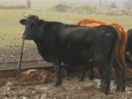 В неприемлемых условиях содержат стадо коров в Николаевской области
