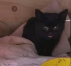 В столице неизвестные украли кошачий домик с территории  жилого дома