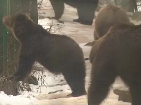 На Закарпатье в реабилитационном центре медведи не могут уснуть