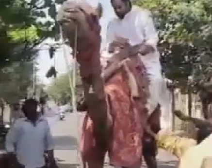 На верблюде вместо автомобиля отправился на работу индийский политик в Дели