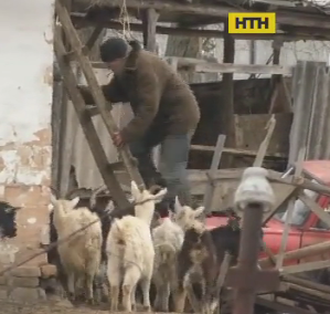 В Черкасской области от голода умирают домашние козы