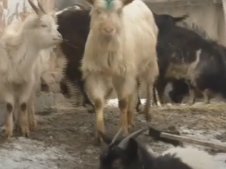 В Черкасской области пенсионер в ужасных условиях развел стадо коз