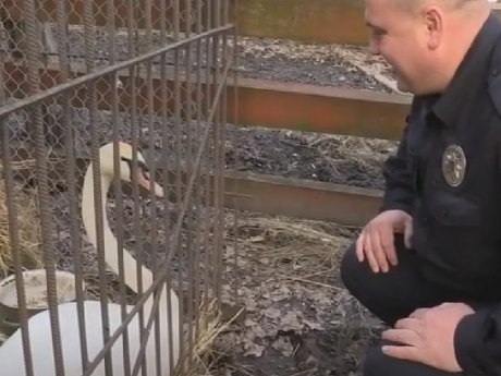 Правоохоронці врятували від загибелі лебедя на Вінниччині