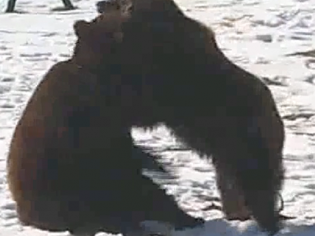 В медвежьем убежище на Львовщине начали просыпаться после зимнего сна пушистые питомцы