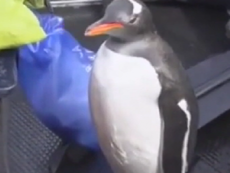 Пінгвін дивом урятувався від зграї голодних косаток