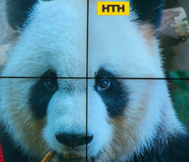 В Китаї дослідники живої природи зафільмували люту бійку двох диких панд