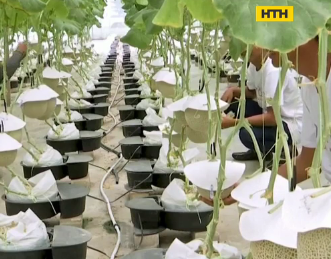 Малазийские фермеры научились выращивать самые дорогие дыни в мире