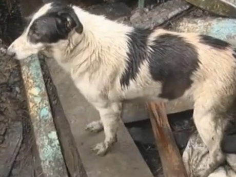 Понад три десятки котів та собак загинули під час пожежі на Рівненщині