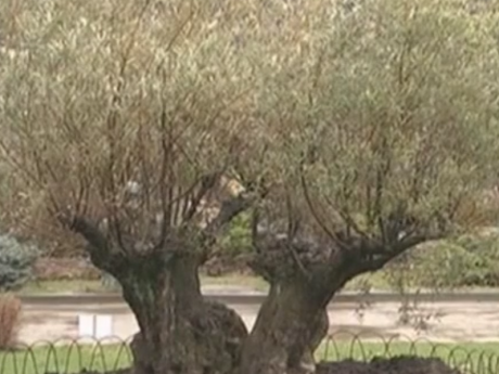 Оливкове дерево, якому майже 400 років висадили на Харківщині