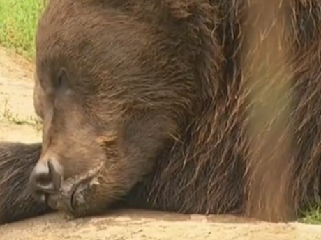 Несмотря на холодную весну на Закарпатье проснулись бурые медведи