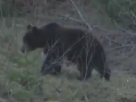 Принца Лихтенштейна подозревают в убийстве крупнейшего медведя Европы