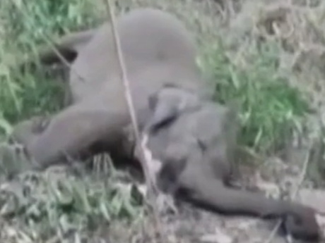 Стадо мертвых слонов нашли в Индии