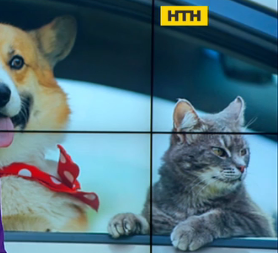 Детективи для котів і собак шукають зниклих домашніх улюбленців у Китаї