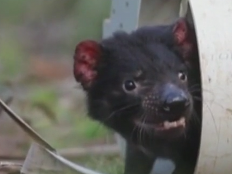 В Австралии впервые за 3 тысячи лет в дикой природе родился Тасманский дьявол