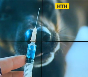 Бесплатная вакцинация домашних животных началась в Ровно
