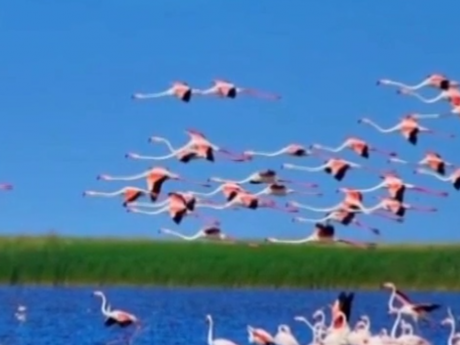 Две большие стаи розовых фламинго, около ста особей, заметили орнитологи недалеко от острова Ермаков