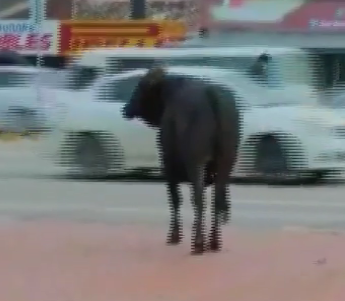 Боливийский город Санта-Круз атаковали разъяренные коровы
