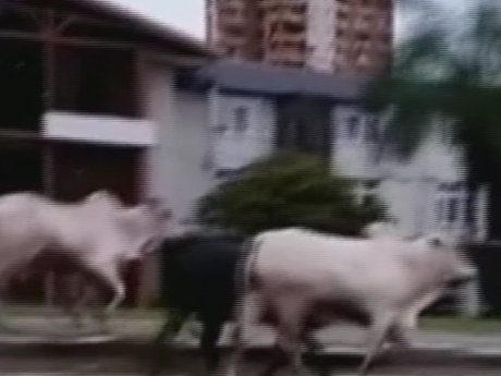 Болівійське місто Санта-Круз атакували розлючені корови