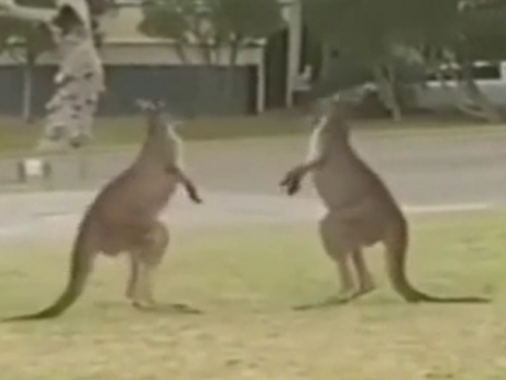 Драка двух кенгуру прервала семейный завтрак жителей южной Австралии