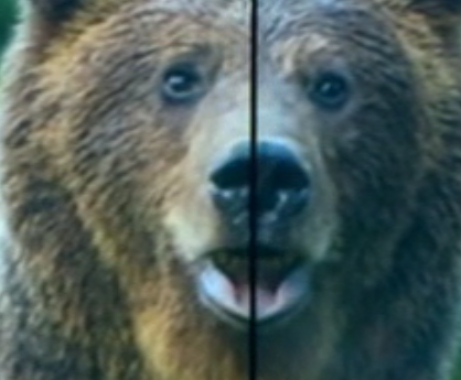 Понад десяток ведмедів тероризує курортне містечко у Румунії