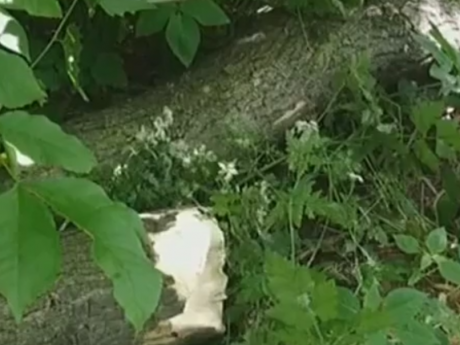 У Львові на 8-мирічного хлопчика впало дерево під час прогулянки у парку