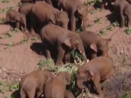 Китайские слоны-путешественники все еще в пути