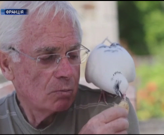 Мужчина спас голубку от кота и приобрел подругу на всю жизнь