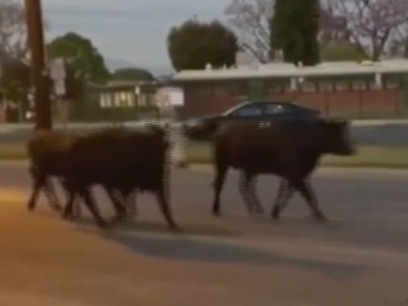 В Соединенных Штатах с бойни сбежало целое стадо коров