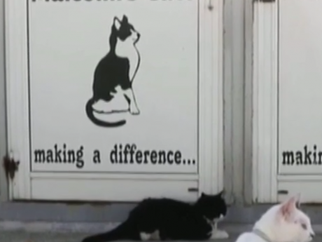 Кипр страдает от нашествия бездомных кошек