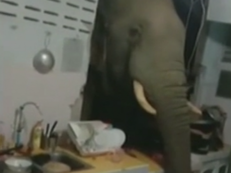 В Таиланде огромный слон пробил стену кухни, чтобы полакомиться кошачьей едой