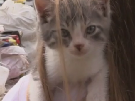 У Вінниці працівники сортувальної станції врятували двох кошенят
