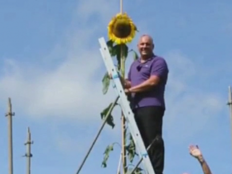 Соняшник заввишки з триповерховий будинок вдалося виростити аграрію у Німеччині