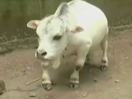 Карликовая корова Рани стала знаменитостью в Бангладеш