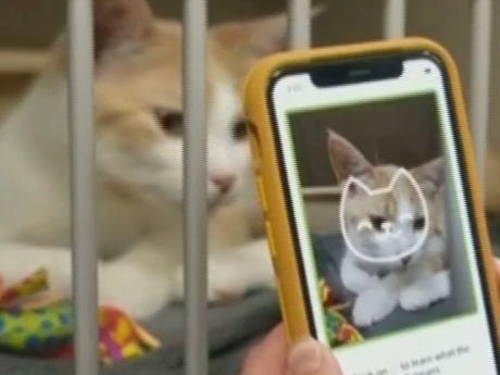 У Канаді розробили додаток, що допомагає людям краще зрозуміти відчуття котів