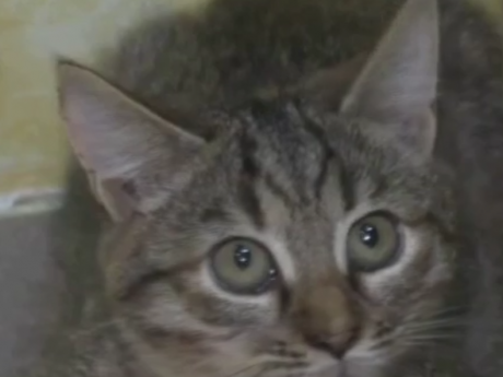 В Черкассах зоозащитники требуют спасать бездомных кошек от бесконтрольного размножения