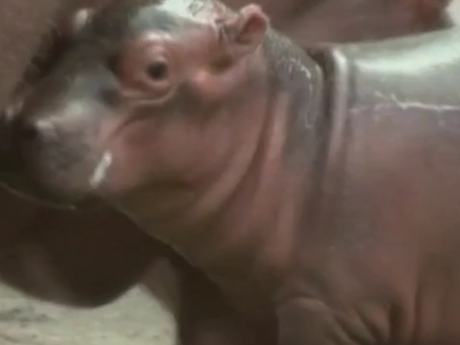 У зоопарку Гвадалахари в Мексиці народилося дитинча гіпопотама