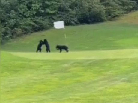 В США веселые игры устроили три медведя на поле для гольфа
