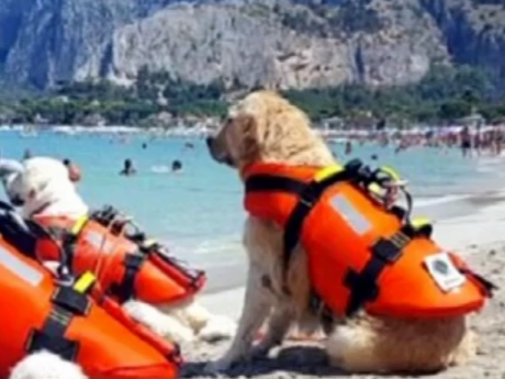 В Італії собаки-рятувальники витягли з моря 14 людей
