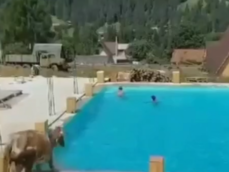 На Закарпатті корова впала до басейну з туристами