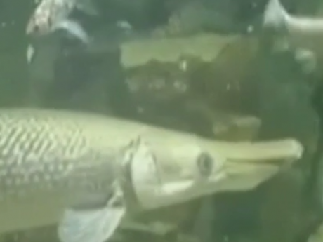 Рыба-аллигатор чуть не откусила женщине пальці в Израильском торговом центре