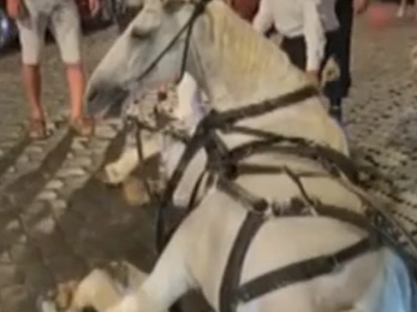 В Одессе разгорелся скандал из-за издевательств над животными