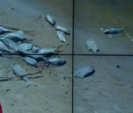 Экологическая катастрофа на Черкасщине: в Днепре массово вымирает рыба