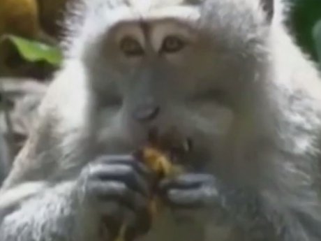 На Бали голодные обезьяны начали грабить дома