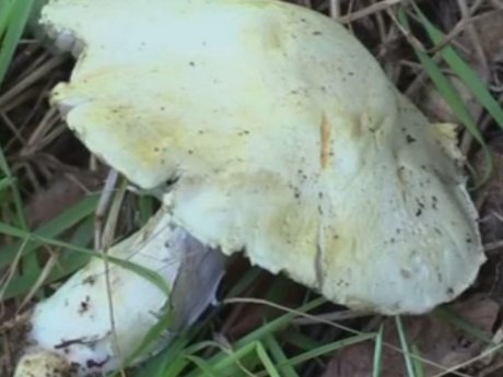 На Вінниччині п'ятеро дітей з однієї родини отруїлися грибами