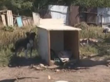На Харківщині десятирічний хлопець разом із другом убили домашнього пса на замовлення багатодітної матері